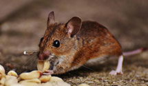 24 Hour & Emergency Exterminators in Hot Springs, AR